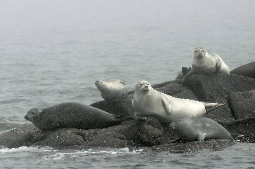 seals_ IMG_2695.jpg   -   Seals hauled out on an offshore ledge near Acadia National Park. These ledges can only be approached by boat, but note that the marine mammal protection act prohibits approaching too close.